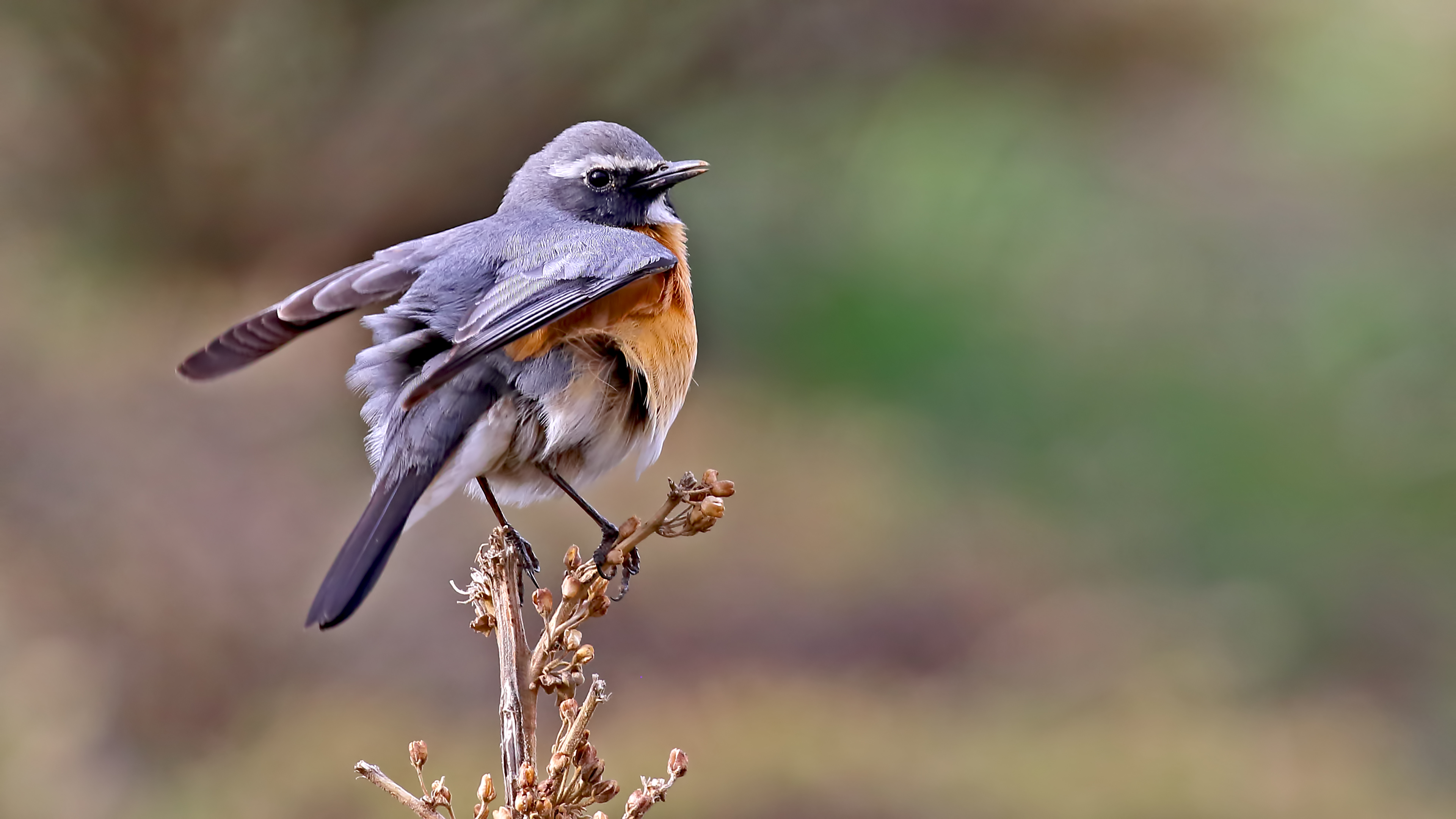 White-throated Robin